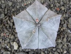 Astrophytum coahuilense pot 5,5 cm - 12406058