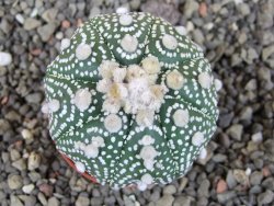 Astrophytum Hanazano Kabuto B  pot 5,5 cm - 12406128