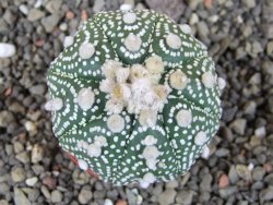 Astrophytum Hanazano Kabuto B  pot 5,5 cm - 12406129