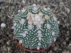 Astrophytum Hanazano Kabuto B  pot 5,5 cm - 12406130