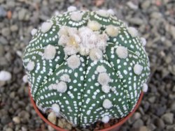 Astrophytum Hanazano Kabuto B  pot 5,5 cm