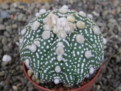Astrophytum Hanazano Kabuto B  pot 5,5 cm - 12406132