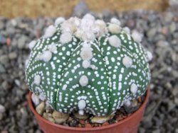 Astrophytum Hanazano Kabuto B  pot 5,5 cm - 12406133