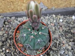 Gymnocalycium vatteri unguispinum, pot 5,5 cm