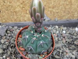 Gymnocalycium vatteri unguispinum, pot 5,5 cm - 12406139
