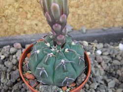 Gymnocalycium vatteri unguispinum, pot 5,5 cm - 12406140