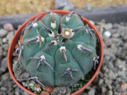Gymnocalycium vatteri unguispinum, pot 5,5 cm - 12406141