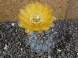 Acanthocalycium glaucum pot 5,5 cm