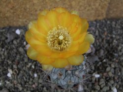 Acanthocalycium glaucum pot 5,5 cm - 12406143