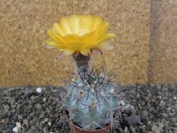 Acanthocalycium glaucum pot 5,5 cm - 12406144