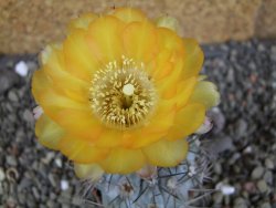 Acanthocalycium glaucum pot 5,5 cm - 12406145