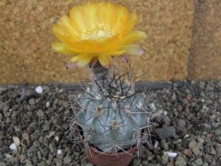 Acanthocalycium glaucum pot 5,5 cm - 12406146