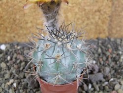 Acanthocalycium glaucum pot 5,5 cm - 12406147