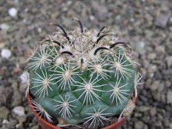 Coryphantha kracikii 4 cm