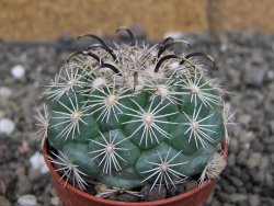 Coryphantha kracikii 4 cm - 12407304