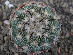 Coryphantha kracikii 4 cm - 12407306