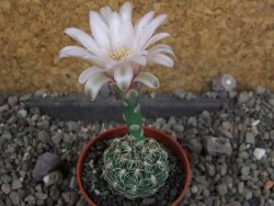 Gymnocalycium parvulum, pot 5,5 cm