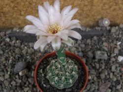 Gymnocalycium parvulum, pot 5,5 cm - 12406160