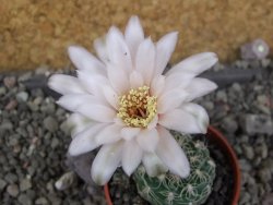 Gymnocalycium parvulum, pot 5,5 cm - 12406161