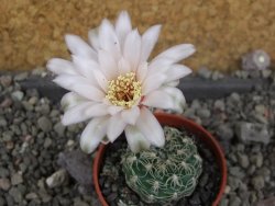 Gymnocalycium parvulum, pot 5,5 cm - 12406162