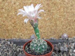 Gymnocalycium parvulum, pot 5,5 cm - 12406163