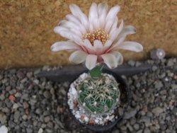 Gymnocalycium parvulum, pot 5,5 cm
