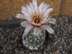 Gymnocalycium parvulum, pot 5,5 cm - 12406166