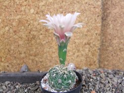 Gymnocalycium parvulum, pot 5,5 cm - 12406167