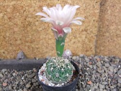 Gymnocalycium parvulum, pot 5,5 cm - 12406168