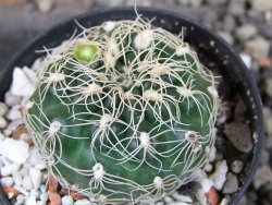 Gymnocalycium parvulum, pot 5,5 cm - 12406169