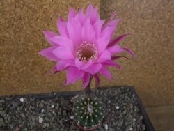 Echinopsis hybrid aff eyresii, pot 5,5 cm