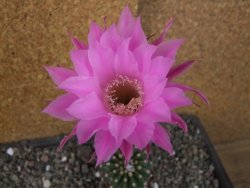 Echinopsis hybrid aff eyresii, pot 5,5 cm - 12406175