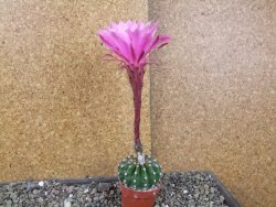 Echinopsis hybrid aff eyresii, pot 5,5 cm - 12406176
