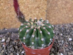 Echinopsis hybrid aff eyresii, pot 5,5 cm - 12406177