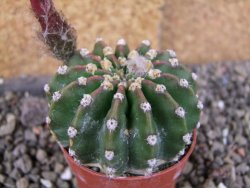 Echinopsis hybrid aff eyresii, pot 5,5 cm - 12406178