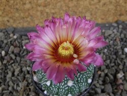 Astrophytum  asterias X red červený květ, akabana, pot 5,5 cm