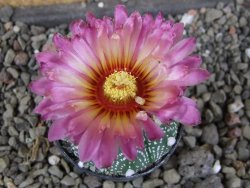 Astrophytum  asterias X red červený květ, akabana, pot 5,5 cm - 12406196