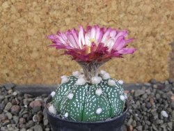 Astrophytum  asterias X red červený květ, akabana, pot 5,5 cm - 12406197