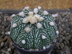 Astrophytum  asterias X red červený květ, akabana, pot 5,5 cm - 12406198