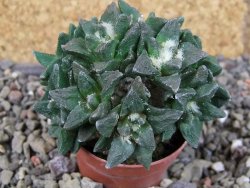 Ariocarpus scapharostrus hrubá forma, pot 5,5 cm Roubovaný