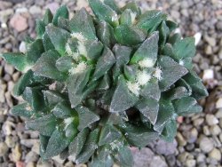 Ariocarpus scapharostrus hrubá forma, pot 5,5 cm Roubovaný - 12406236