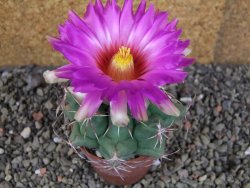 Thelocactus heterochromus Rodeo, Dur. pot 6,5 cm - 12406239