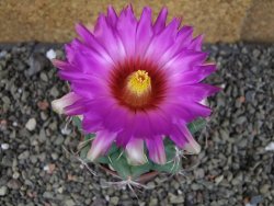 Thelocactus heterochromus Rodeo, Dur. pot 6,5 cm - 12406240