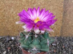 Thelocactus heterochromus Rodeo, Dur. pot 6,5 cm - 12406241