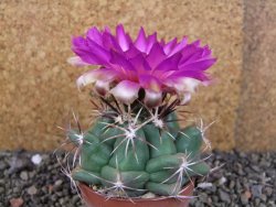 Thelocactus heterochromus Rodeo, Dur. pot 6,5 cm