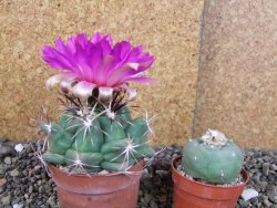 Thelocactus heterochromus Rodeo, Dur. pot 6,5 cm - 12406243