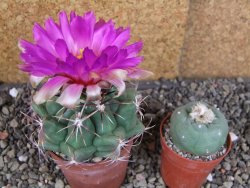 Thelocactus heterochromus Rodeo, Dur. pot 6,5 cm - 12406244