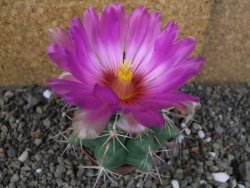 Thelocactus heterochromus Rodeo, Dur. pot 6,5 cm - 12406245