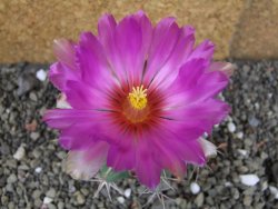 Thelocactus heterochromus Rodeo, Dur. pot 6,5 cm - 12406246