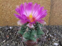 Thelocactus heterochromus Rodeo, Dur. pot 6,5 cm - 12406247